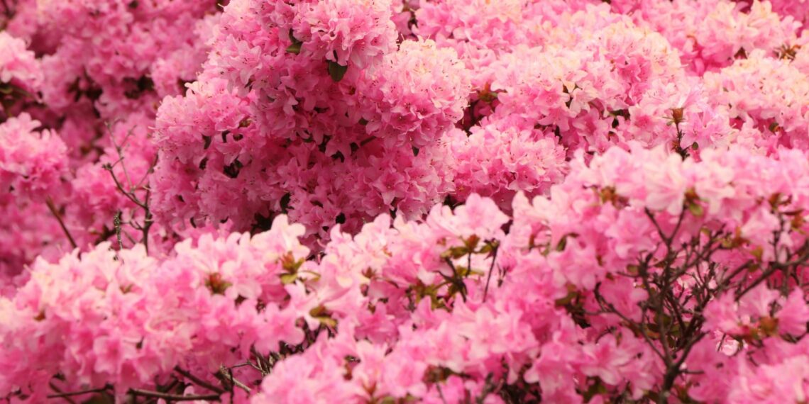 Floración de Cieza: El espectáculo natural que enamora Murcia