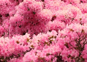 Floración de Cieza: El espectáculo natural que enamora Murcia