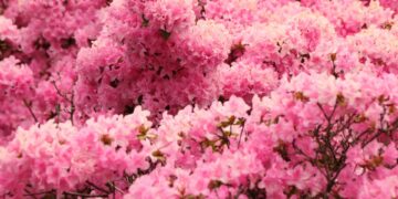 Floración de Cieza: El espectáculo natural que enamora Murcia