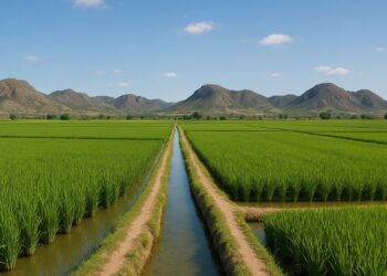 Campos de Arroz de Calasparra en Plenitud