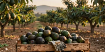 Huerto de aguacates al atardecer con frutos cosechados en cesta y caja de madera, cadena de suministro global