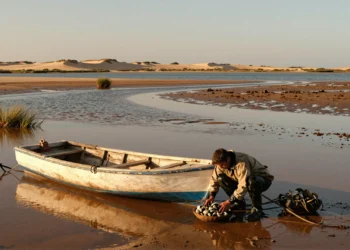 Pescador recolectando almejas en las marismas de la ría Formosa, Algarve, durante la marea baja al atardecer