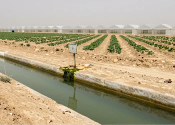 Campos agrícolas intensivos en Murcia con canal de riego contaminado por nitratos y suelo reseco bajo sol abrasador
