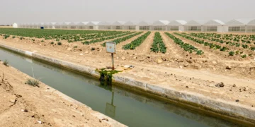 Campos agrícolas intensivos en Murcia con canal de riego contaminado por nitratos y suelo reseco bajo sol abrasador