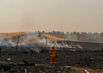Bombero ante paisaje calcinado por incendio forestal en España, con árboles carbonizados y cielo humeante