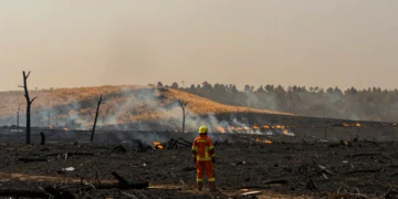 Bombero ante paisaje calcinado por incendio forestal en España, con árboles carbonizados y cielo humeante