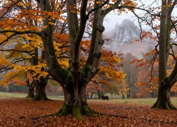 Bosque de hayas centenarias en otoño en Peloño, Ponga, Asturias, con niebla y la silueta del pico Tiatordos al fondo