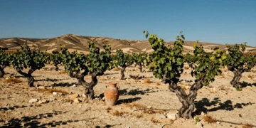 Viñedo de Monastrell en Jumilla con cepas retorcidas sobre suelo calizo bajo el sol mediterráneo y una ánfora de barro