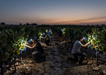 Vendimiadores con linternas frontales recolectan uvas oscuras al amanecer en un viñedo español reseco por la sequía