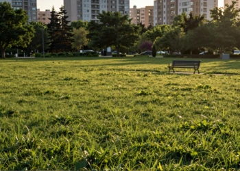 Parque urbano con césped perfectamente cortado y vacío al atardecer, sin insectos, aves ni plantas silvestres visibles