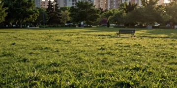 Parque urbano con césped perfectamente cortado y vacío al atardecer, sin insectos, aves ni plantas silvestres visibles