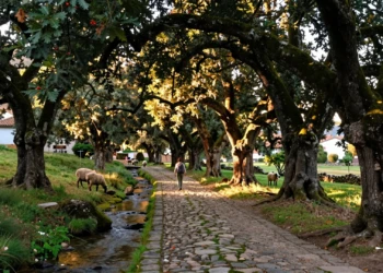 Senderista en un camino empedrado entre castaños centenarios y robles en la Sierra de Aracena, Galaroza, Huelva